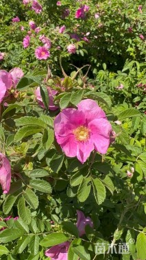 高度60厘米四季玫瑰