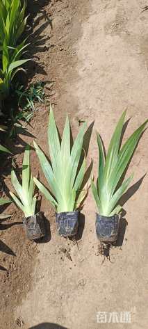 高度20厘米鸢尾