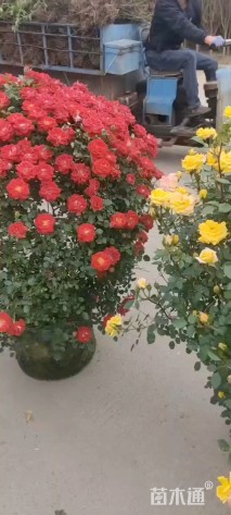 冠幅100厘米月季花球
