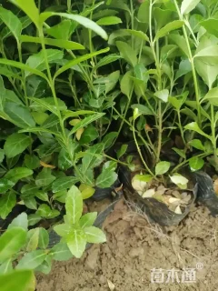 40厘米大叶扶芳藤