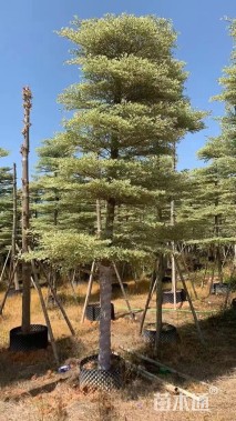 8公分锦叶榄仁