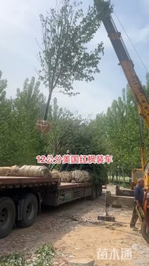 12公分美国红枫