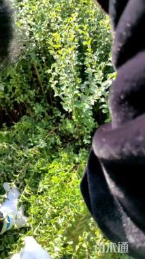 高度80厘米小叶女贞