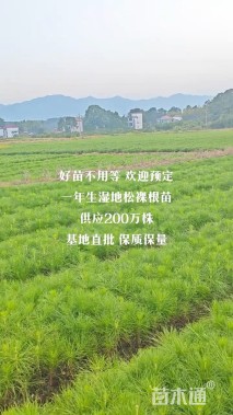 0.2公分湿地松