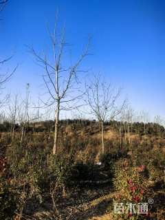 12公分薄壳山核桃