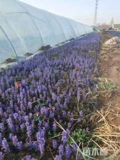 高度20厘米筋骨草