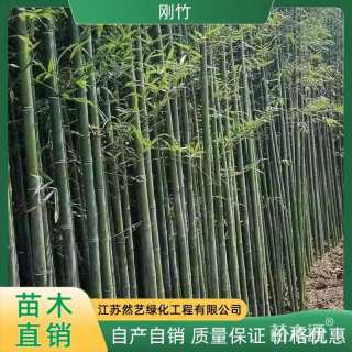 3公分竹子