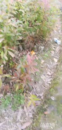 高度55厘米木荷小苗