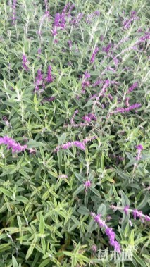 高度20厘米墨西哥鼠尾草