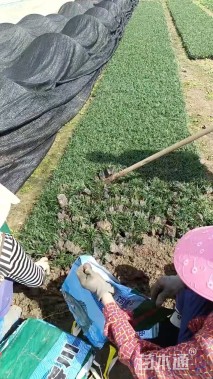 高度10厘米玉龙草
