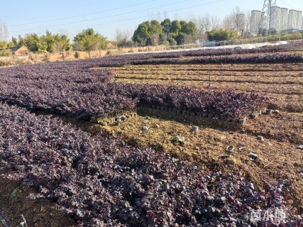 高度40厘米红花继木小苗