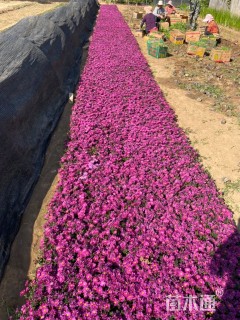高度15厘米荷兰菊
