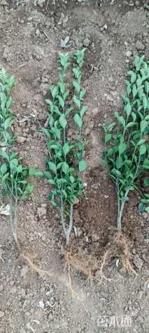 高度60厘米大叶黄杨