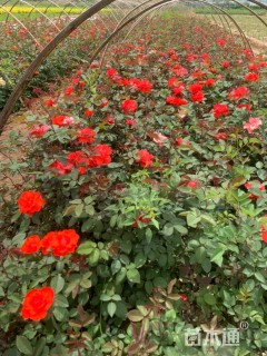 高度50厘米月季