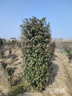 高度1500厘米红叶石楠柱