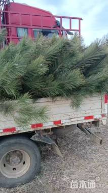 高度200厘米侧柏