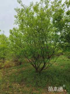 高度400厘米丛生黄栌