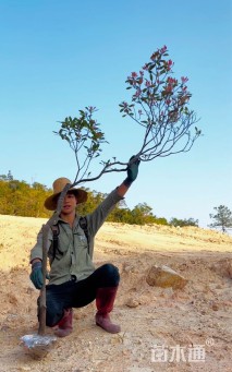 高度180厘米报春花