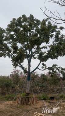 25公分麻楝