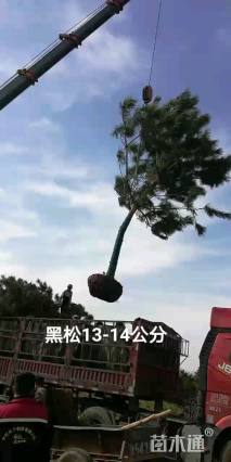 高度200厘米黑松