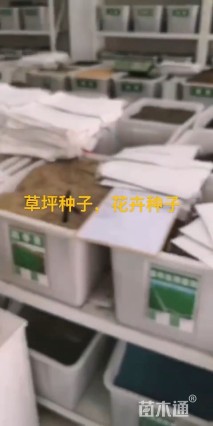野花组合种子