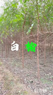 8公分白榆