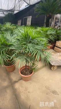 裸干高30厘米金山棕