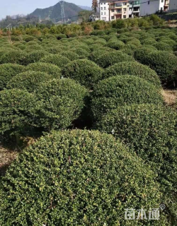 冠幅180厘米龟甲冬青球