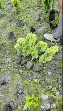 高度30厘米洒金柏