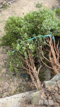 高度300厘米嘉宝果