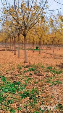 16公分金叶复叶槭