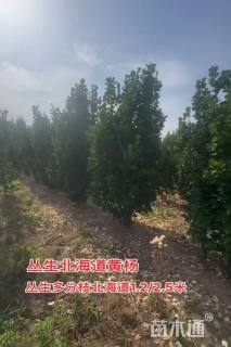 高度250厘米北海道黄杨柱