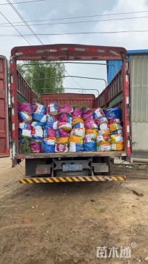 高度50厘米香根草