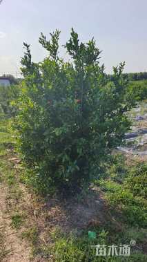 高度120厘米丛生石榴