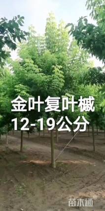 15公分金叶复叶槭