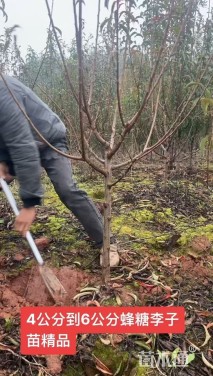 高度2厘米李子树
