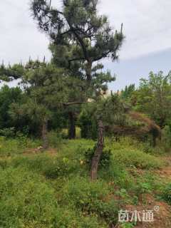 20公分造型黑松