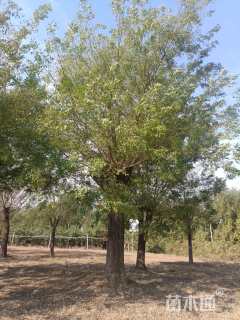 50公分槐树