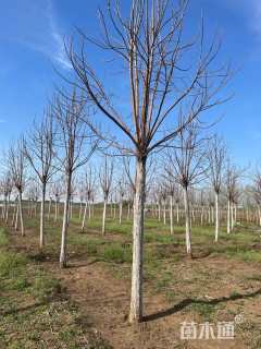12公分梓树