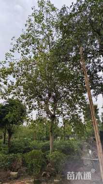 15公分菩提榕