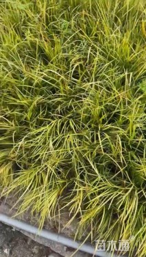 高度25厘米红车