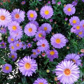 花草种子荷兰菊种子