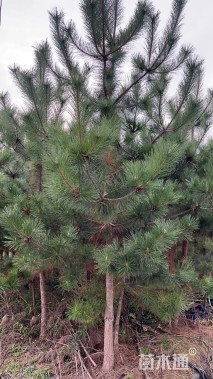 高度500厘米黑松