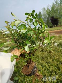 高度40厘米火棘
