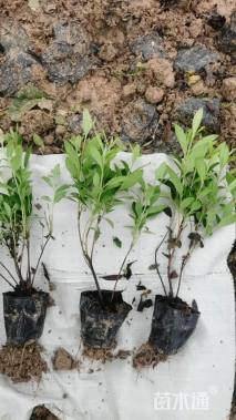 高度30厘米杜鹃