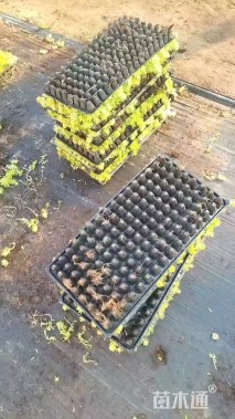 高度5厘米金叶佛甲草