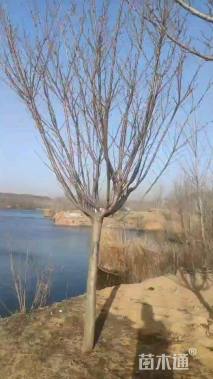 18公分染井吉野樱