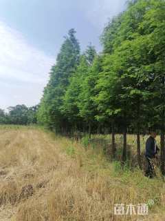 15公分香樟