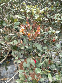 高度150厘米粉花石斑木