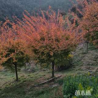 珊瑚阁